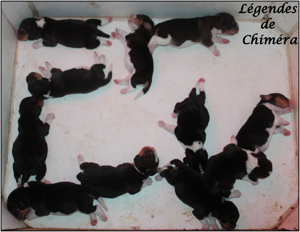 Des Légendes De Chimera - Ils sont nés !