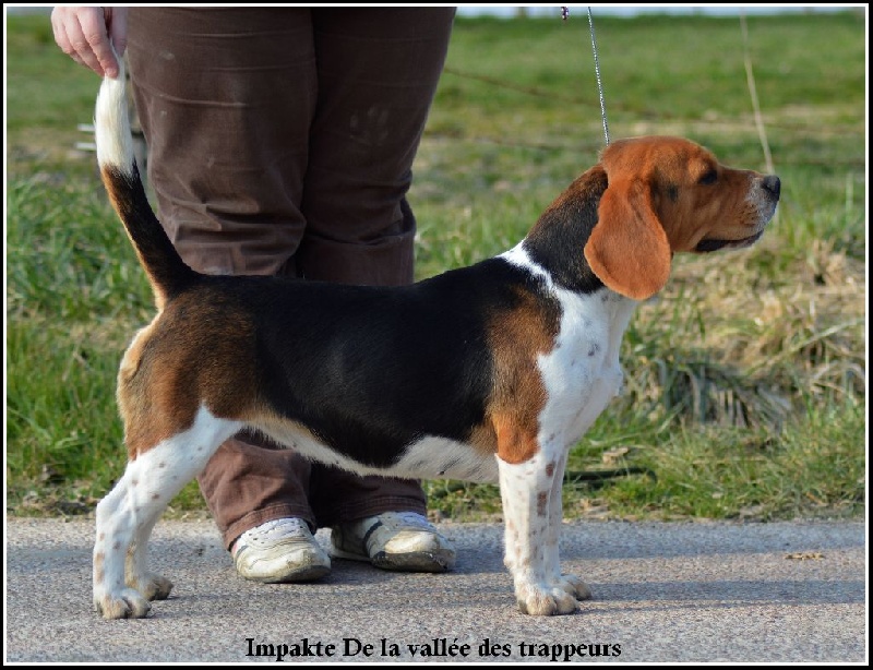 Impakte De la vallee des trappeurs