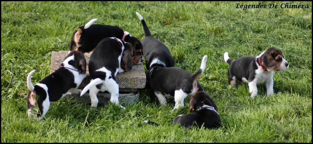 Des Légendes De Chimera - Beagle - Portée née le 04/04/2019