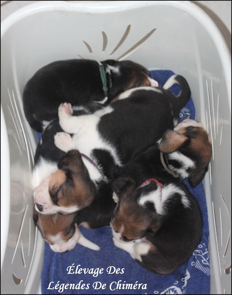 chiot Beagle Des Légendes De Chimera