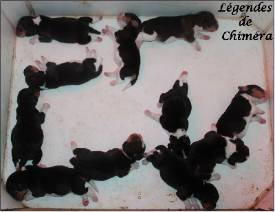 Des Légendes De Chimera - Beagle - Portée née le 10/06/2022