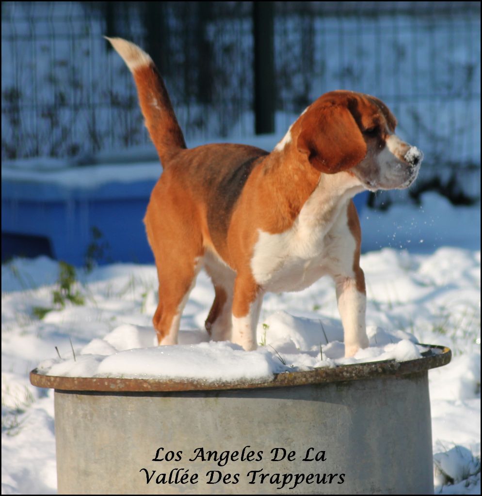 Los angeles De la vallee des trappeurs