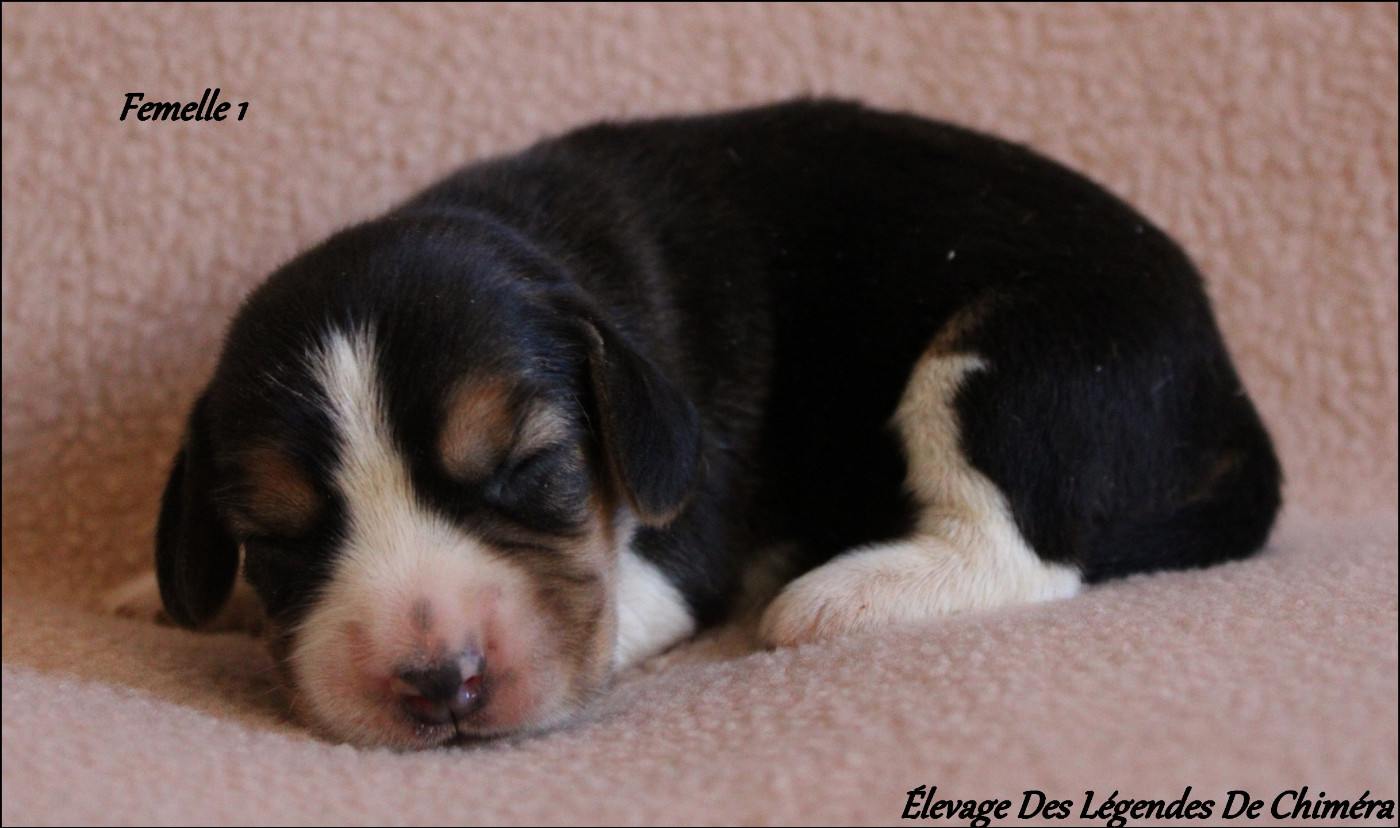 Des Légendes De Chimera - Chiots disponibles - Beagle