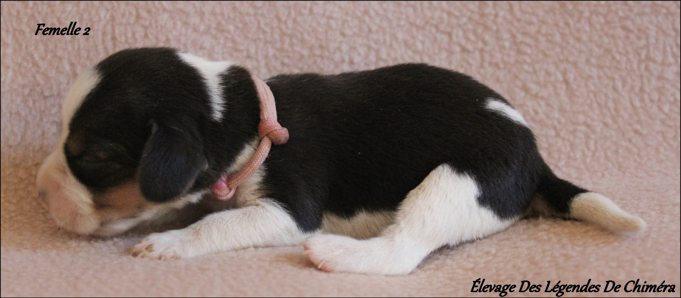 Des Légendes De Chimera - Chiots disponibles - Beagle