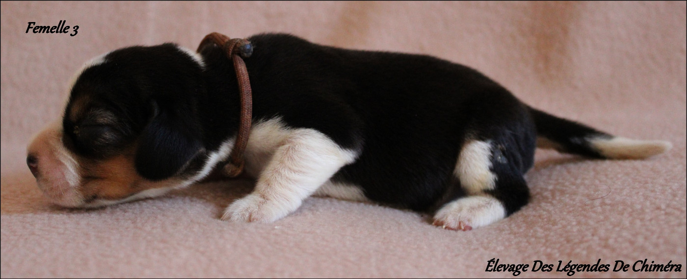 Des Légendes De Chimera - Chiots disponibles - Beagle