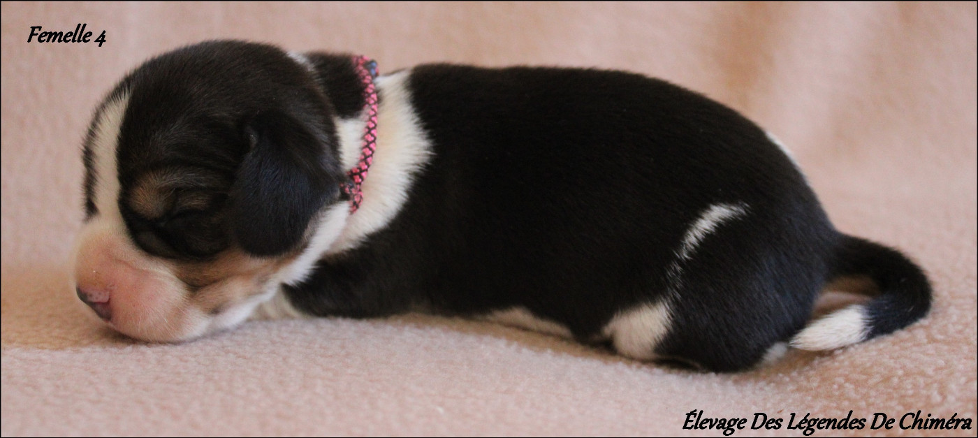 Des Légendes De Chimera - Chiots disponibles - Beagle