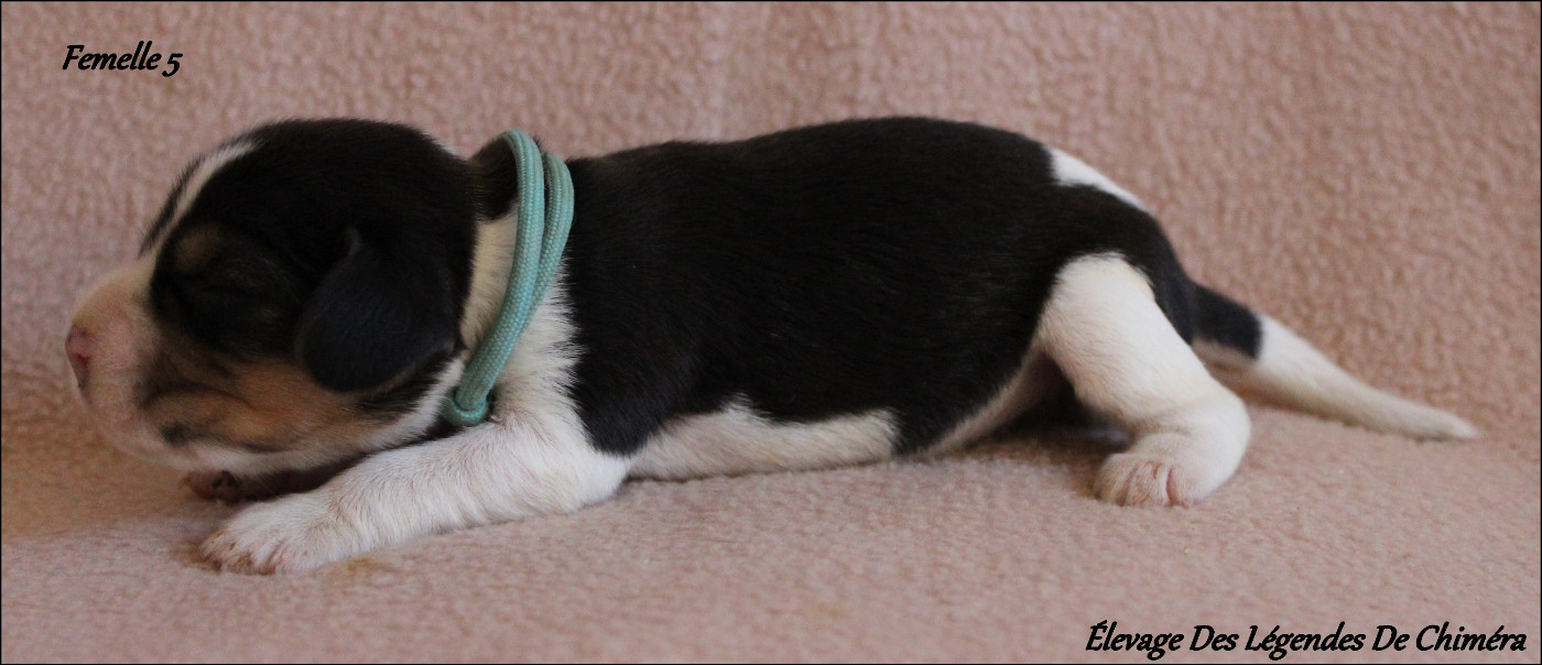 Des Légendes De Chimera - Chiots disponibles - Beagle
