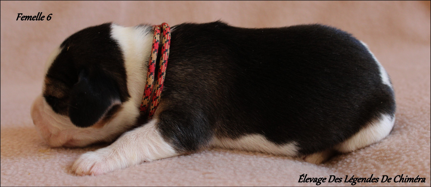 Des Légendes De Chimera - Chiots disponibles - Beagle