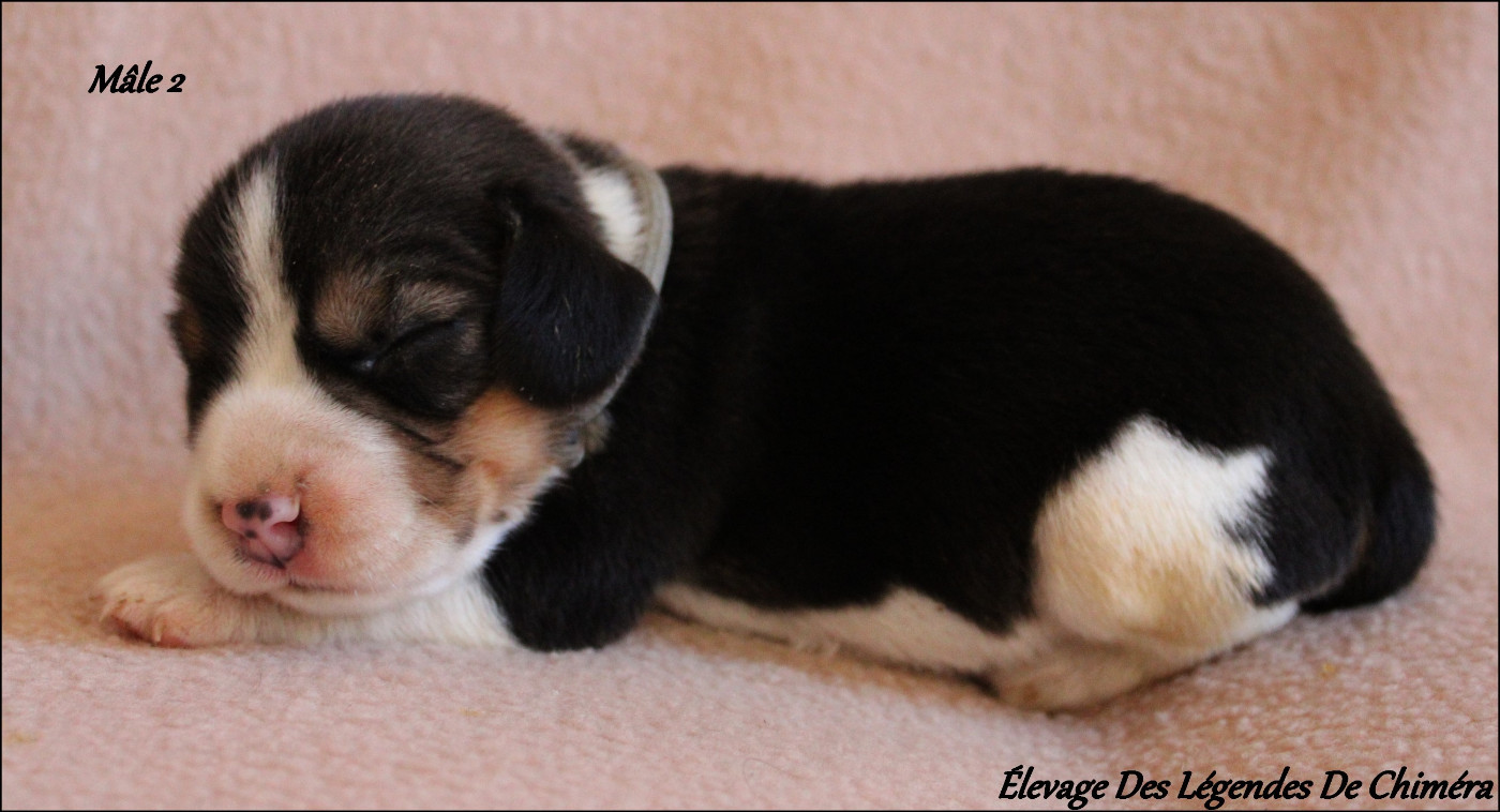 Des Légendes De Chimera - Chiots disponibles - Beagle