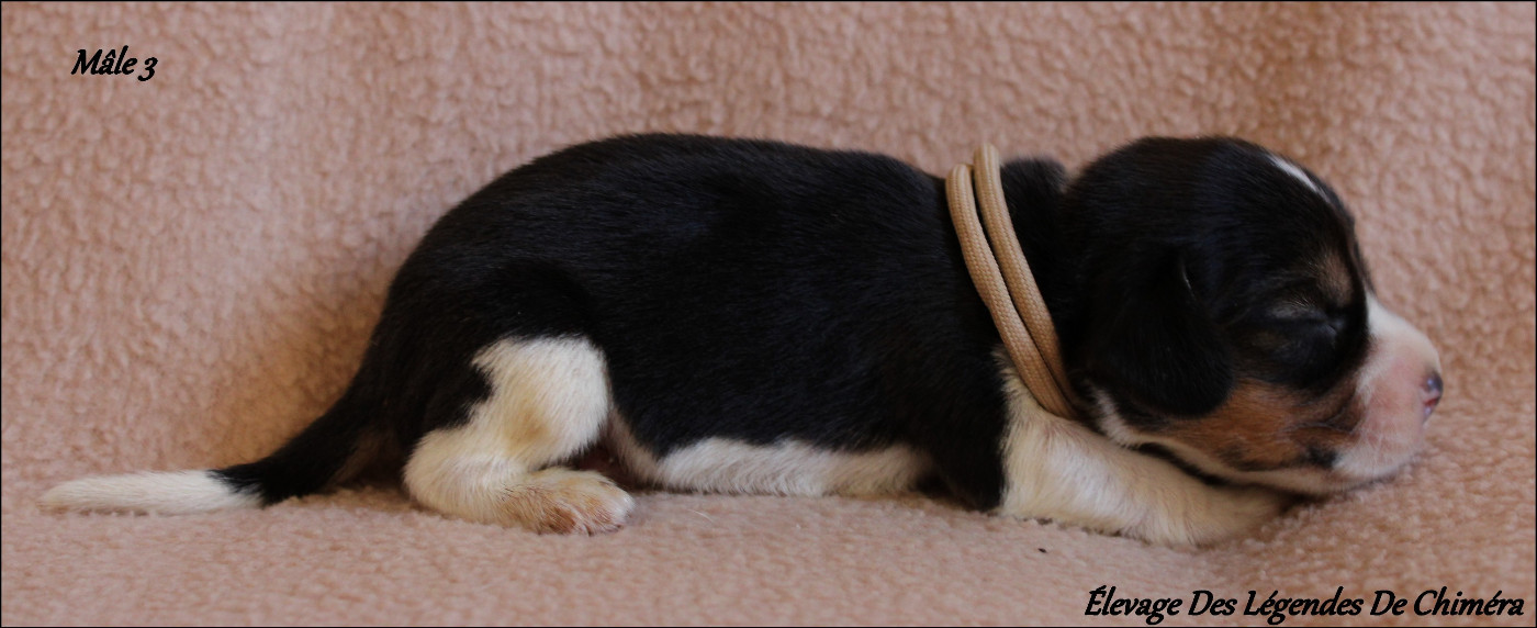 Des Légendes De Chimera - Chiots disponibles - Beagle