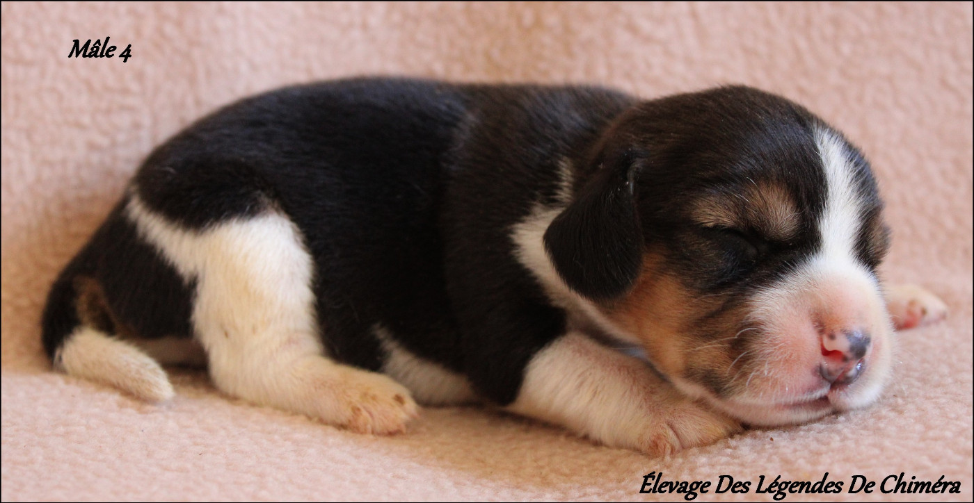 Des Légendes De Chimera - Chiots disponibles - Beagle