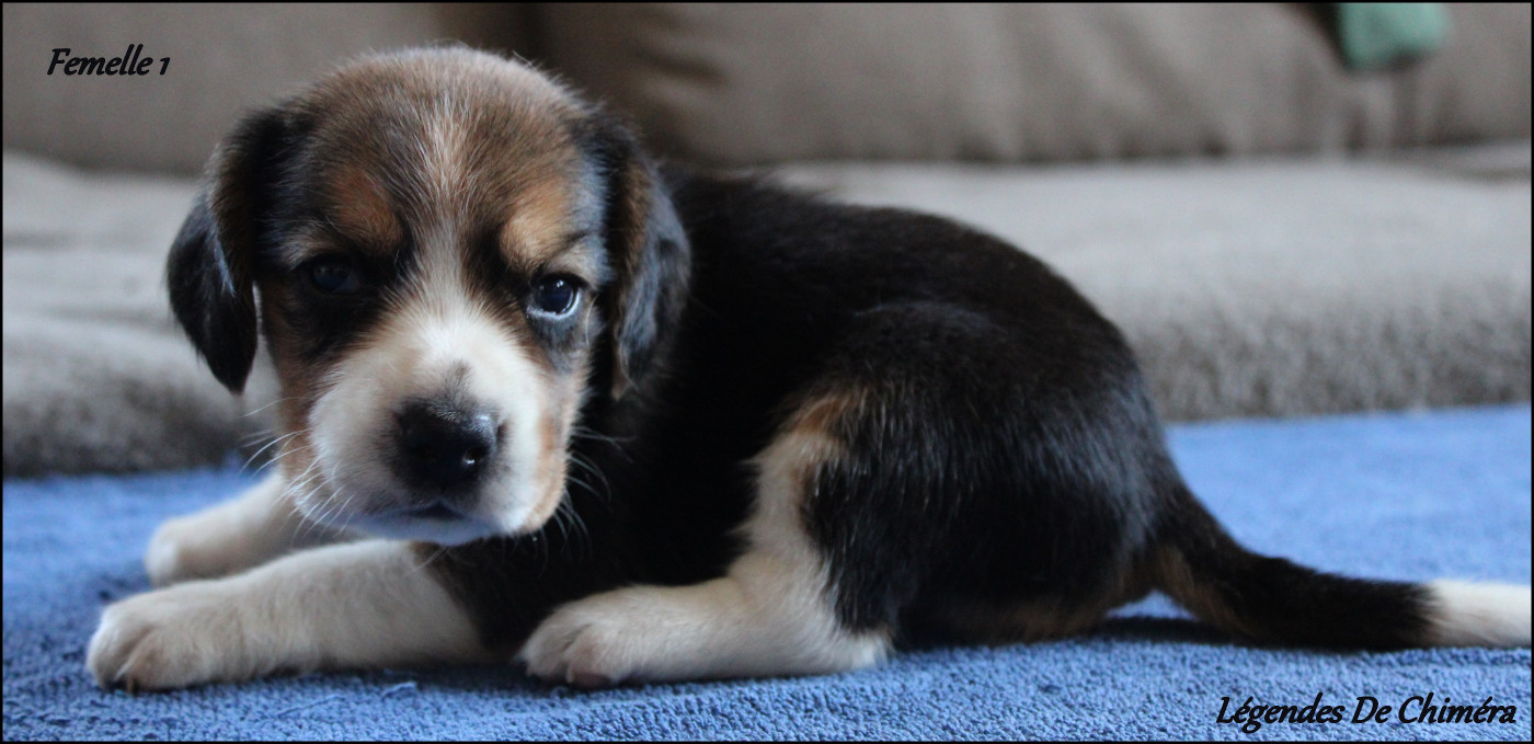 Des Légendes De Chimera - Chiots disponibles - Beagle