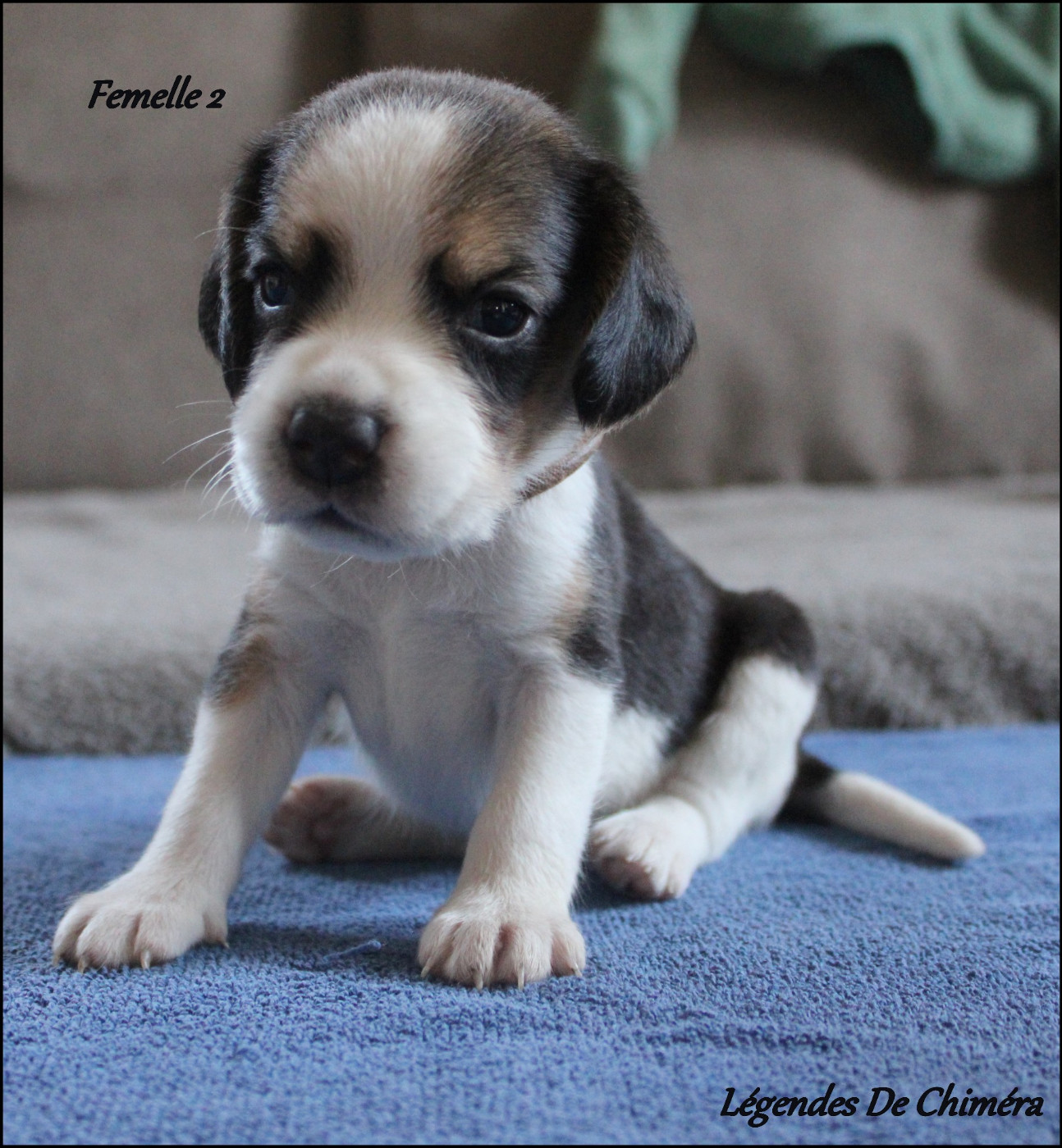 Des Légendes De Chimera - Chiots disponibles - Beagle