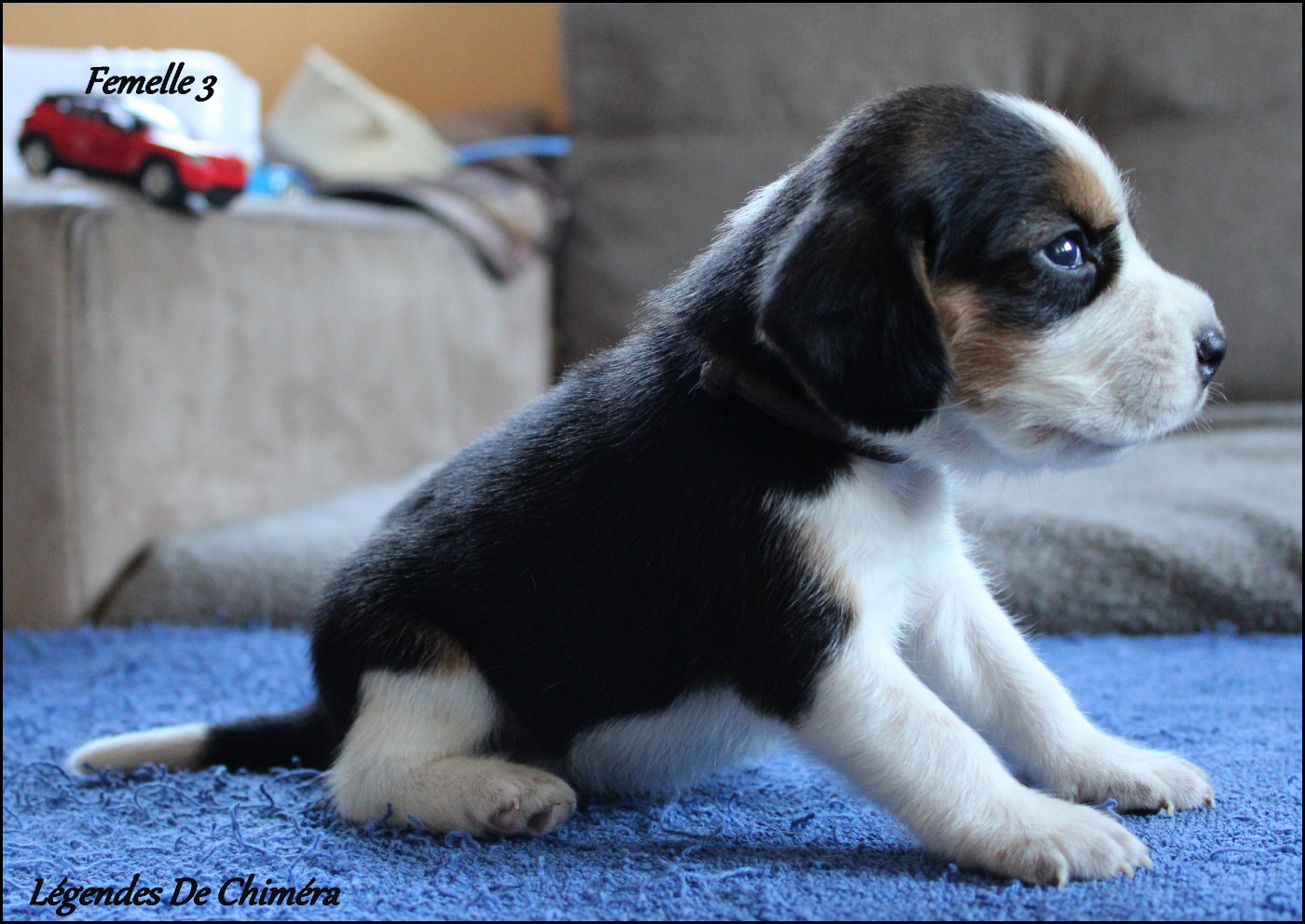 Des Légendes De Chimera - Chiots disponibles - Beagle