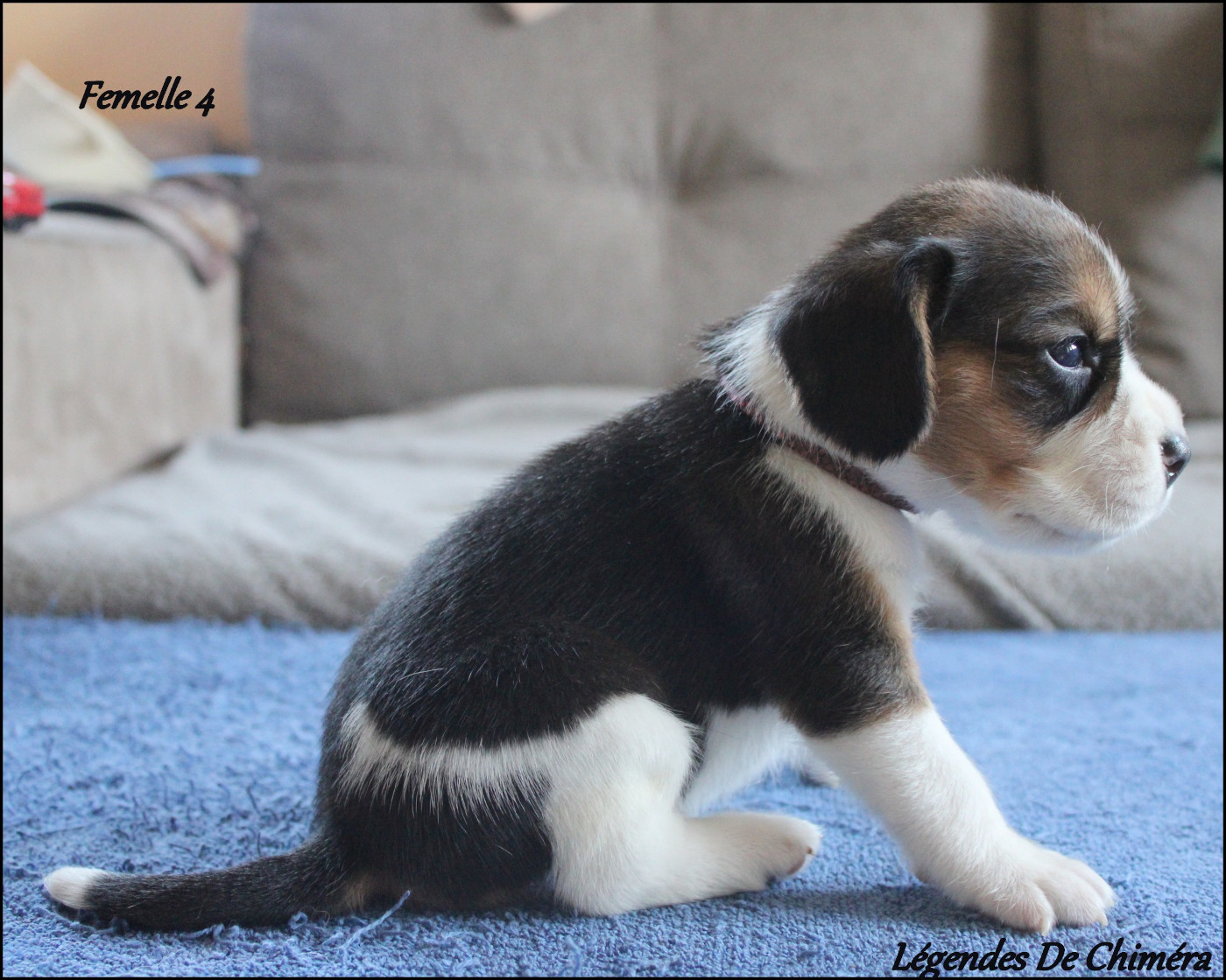 Des Légendes De Chimera - Chiots disponibles - Beagle
