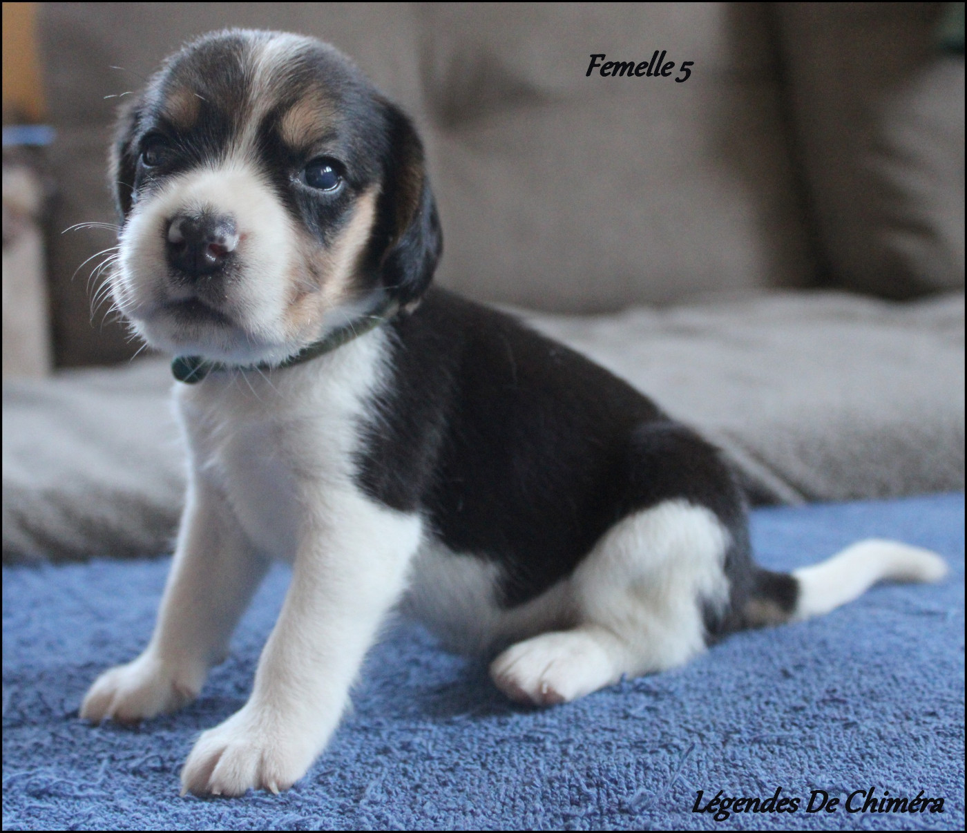 Des Légendes De Chimera - Chiots disponibles - Beagle