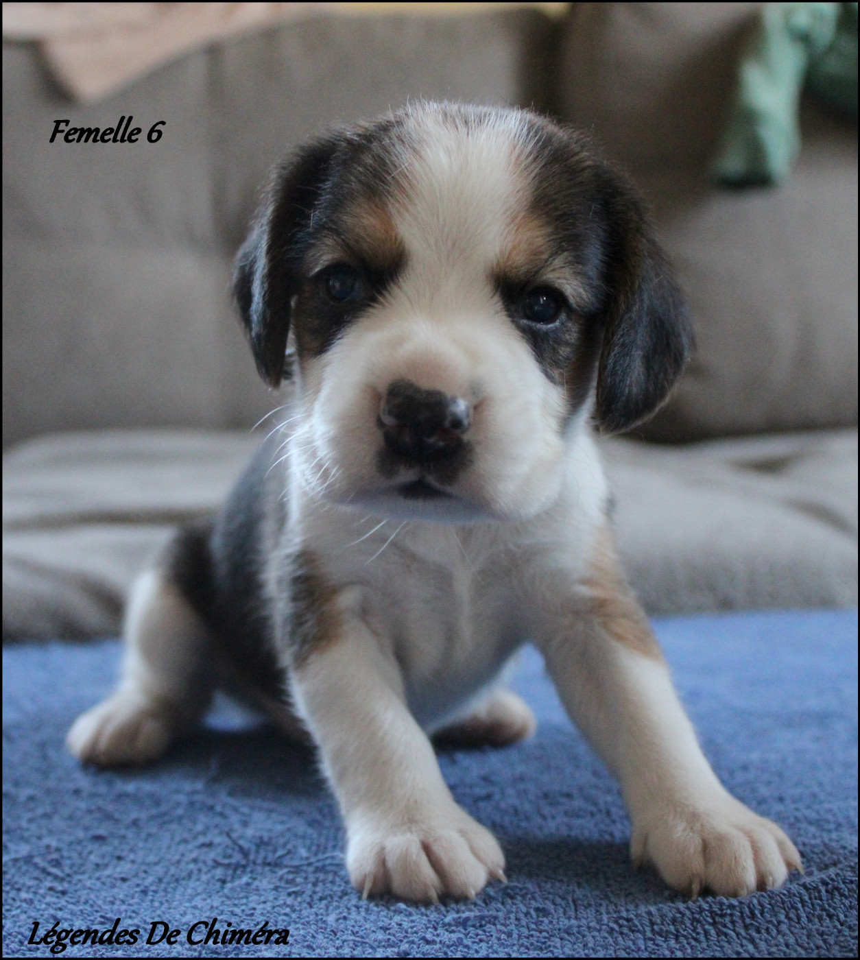 Des Légendes De Chimera - Chiots disponibles - Beagle