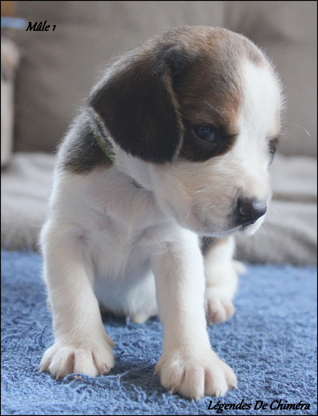 Des Légendes De Chimera - Chiots disponibles - Beagle