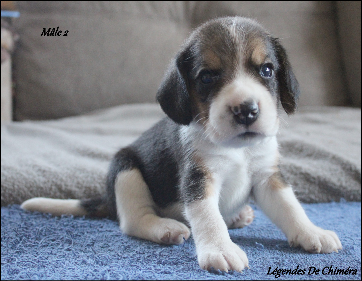 Des Légendes De Chimera - Chiots disponibles - Beagle