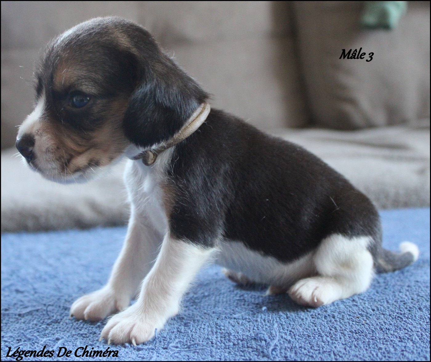 Des Légendes De Chimera - Chiots disponibles - Beagle