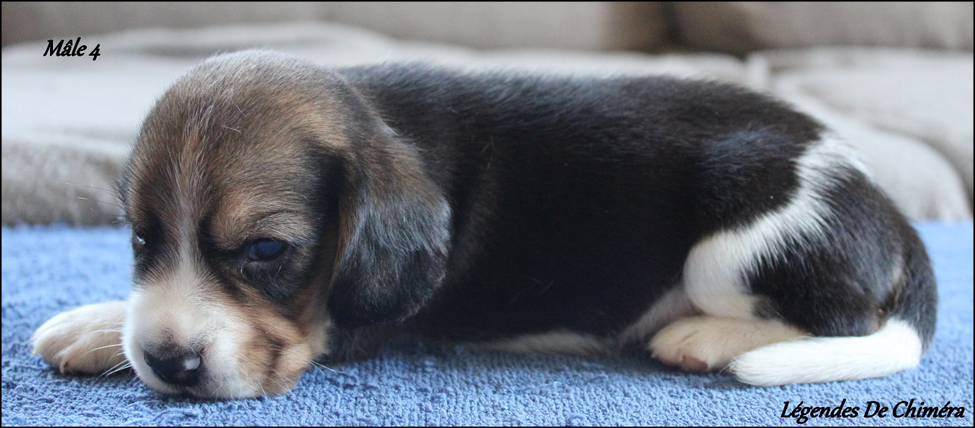 Des Légendes De Chimera - Chiots disponibles - Beagle