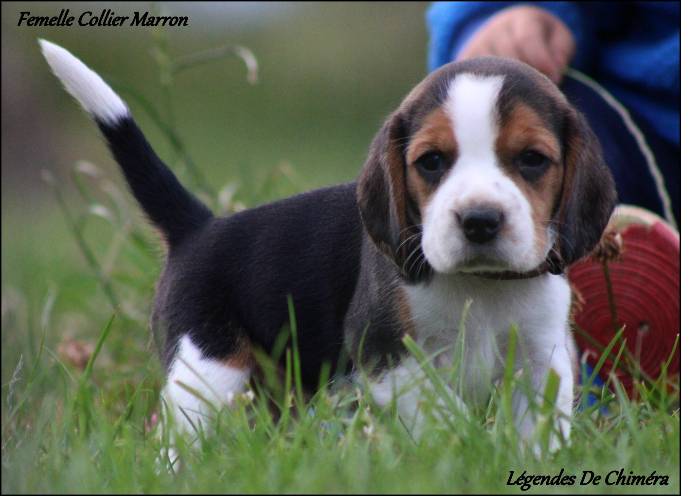 Des Légendes De Chimera - Chiots disponibles - Beagle