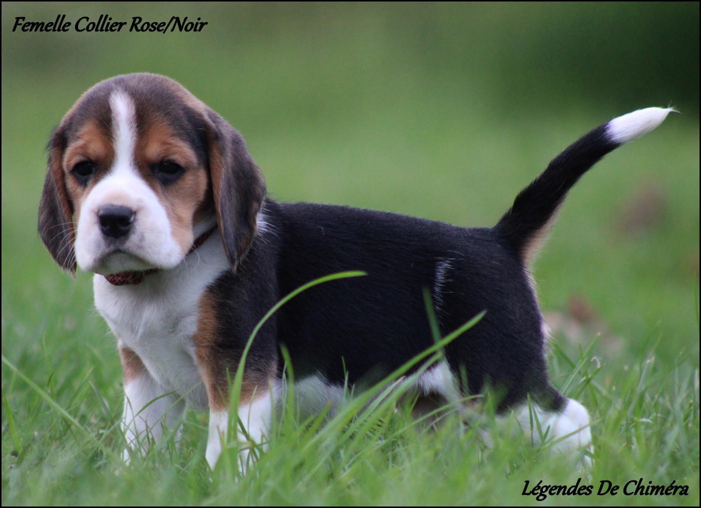 Des Légendes De Chimera - Chiots disponibles - Beagle