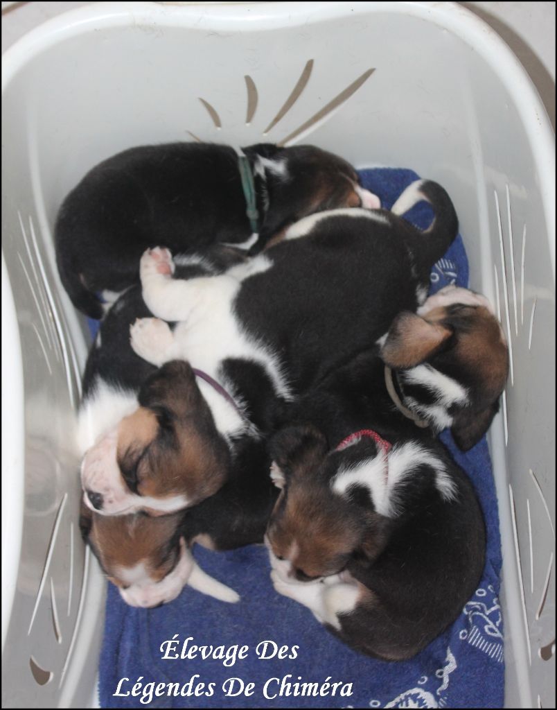 Des Légendes De Chimera - Beagle - Portée née le 20/07/2023