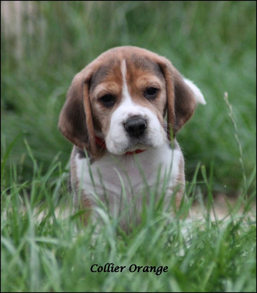 Des Légendes De Chimera - Beagle - Portée née le 10/06/2021