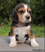 Nala Des Légendes De Chiméra