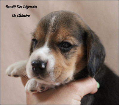 Bandit Des Légendes De Chiméra