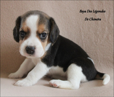 Baya Des Légendes De Chiméra