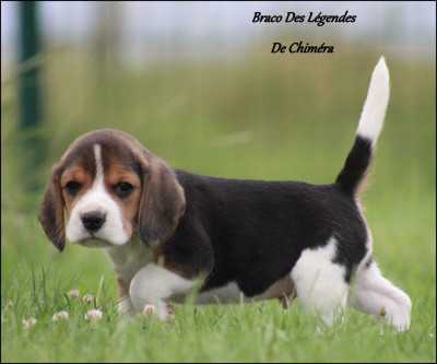 Braco Des Légendes De Chiméra
