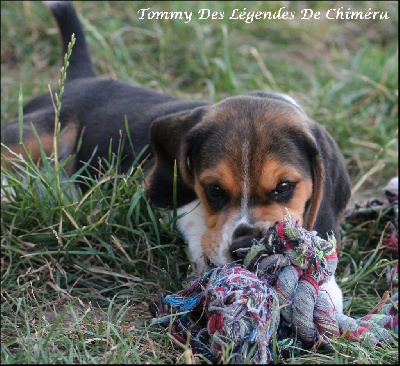 Tommy Des Légendes De Chiméra