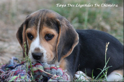 Taya Des Légendes De Chiméra