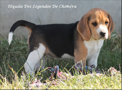 Téquila Des Légendes De Chiméra