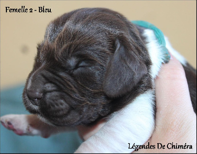 Abby  Des Légendes De Chiméra