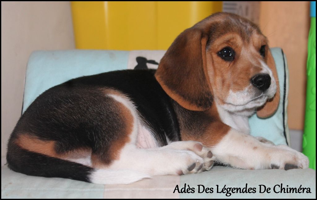 Des Légendes De Chimera - Chiots disponibles - Beagle